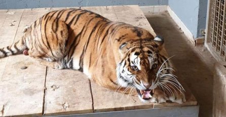 TIGRICA STIGLA U SARAJEVO: Pionirska Dolina dobila veliku atrakciju