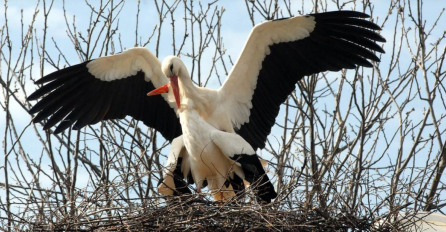 KLEPETAN SE VRATIO MALENOJ RANIJE NEGO DO SADA: Čim je stigao odmah je ovo uradio!