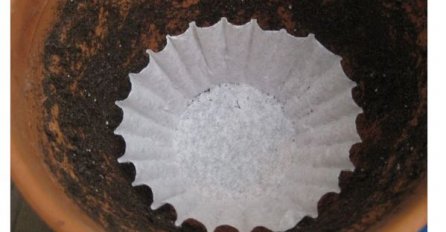 SVAKA BILJKA ĆE VAM USPJETI: Ništa vam neće uvenuti ako uradite ovaj jednostavan TRIK!