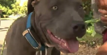 MAJKA JE ČULA LAVEŽ I ZALEDILA SE OD STRAHA: Pitbul je zario zube u BEBINU PELENU, a razlog će vas ostaviti BEZ DAHA! (VIDEO)