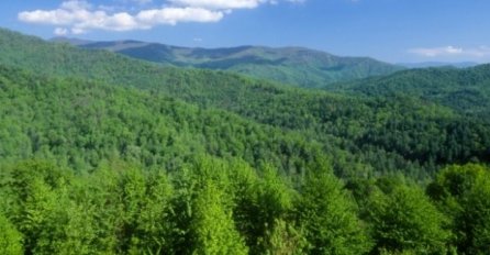 Zaštita šuma ključni element ruskih napora na prekidu emisije ugljen dioksida