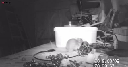 "Mislio sam da sam prolupao" Djed je noćnom kamerom snimio miša koji mu je cijelo vrijeme slagao alate