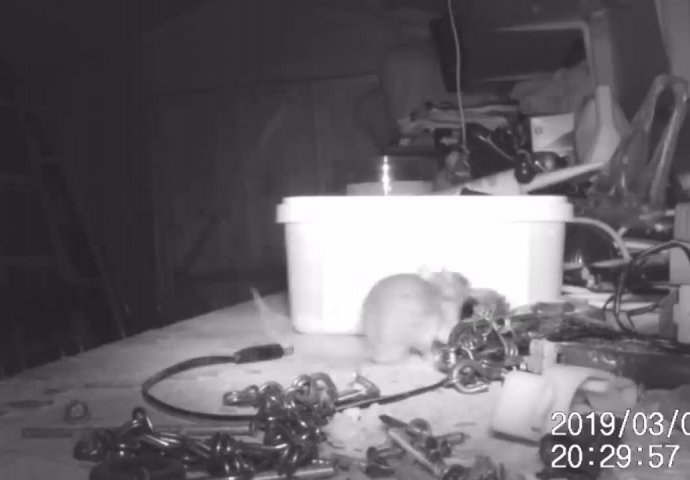 "Mislio sam da sam prolupao" Djed je noćnom kamerom snimio miša koji mu je cijelo vrijeme slagao alate