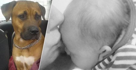 HOROR! Pas ugrizao jednomjesečnu bebu za glavu