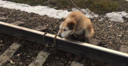 PSA VEZALI ZA ŠINE KAKO BI GA ZGAZIO VOZ: Nezapamćena okrutnost prema životinjama!