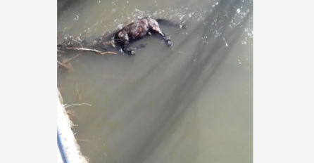 ZASTRAŠUJUĆI PRIZOR: Konju svezali noge i bacili ga u rijeku Bosnu