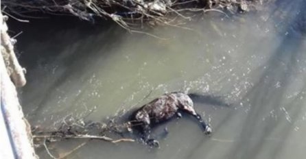 JEZIVO NASILJE NAD ŽIVOTINJAMA: Konju svezali noge i bacili ga u rijeku Bosnu