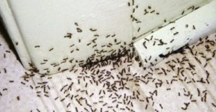 ŽENE TVRDE DA OVO DJELUJE, NAPRAVITE DOMAĆI SPREJ I OTJERAJTE MRAVE IZ KUĆE: Pomiješajte OVE SASTOJKE i riješite problem za MINUTU! (RECEPT)