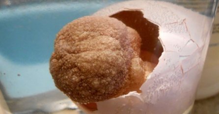 ON JE PRONAŠAO STARO JAJE KOJE "RASTE U VODI" I ODLUČIO PROVJERITI ŠTA ĆE IZ NJEGA IZAĆI: 23 sata kasnije je požalio