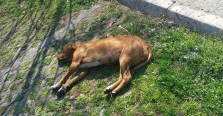 Masovno trovanje pasa u Podgorici