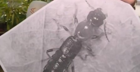 MISLILI SMO DA SU SMRDIBUBE ZLO, ALI SADA STIŽE NEŠTO JOŠ GORE: Kad je zgnječite, može da izazove i koprivnjaču!