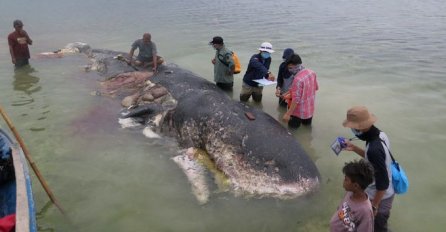 TUGA: Trudna ženka kita uginula zbog 22 kilograma plastike u želucu
