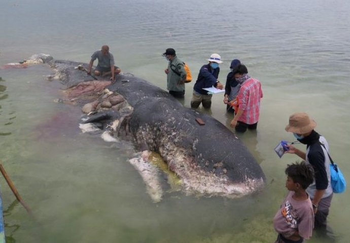 TUGA: Trudna ženka kita uginula zbog 22 kilograma plastike u želucu