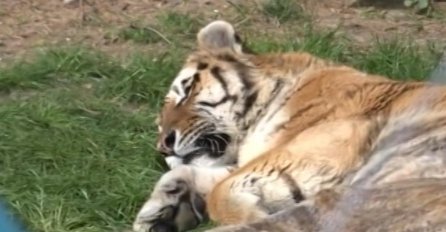 Studentica iz Sarajeva izašla iz BEOGRADSKOG ZOO-VRTA U SUZAMA: Rekla je da više nikada neće doći, evo šta se dogodilo!