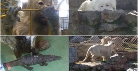 STUDENTICA IZ SARAJEVA SAT VREMENA JE ČEKALA DA UĐE U BEOGRADSKI ZOO-VRT: Izašla je u suzama, zaklela sa da više nikada neće ući! EVO ŠTA JE TOLIKO POTRESLO!