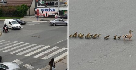 Patka vodila pačiće preko ulice, vozači mirno čekali 