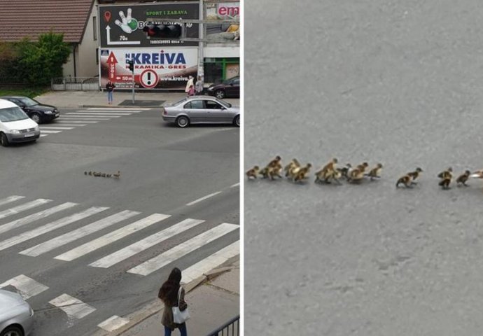 Patka vodila pačiće preko ulice, vozači mirno čekali 