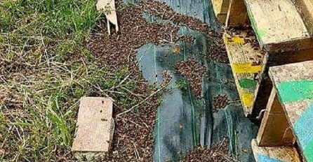 Ljudi plaču zbog ovih snimaka, neko im ubija masovno pčele: Postoje 3 problema, a sve se dešava u čudnom trenutku (VIDEO)