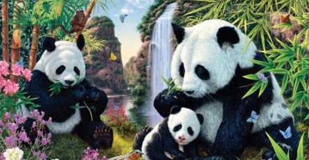 Samo 2% ljudi vidi 12 pandi na ovoj slici: DA LI STE MEĐU NJIMA?
