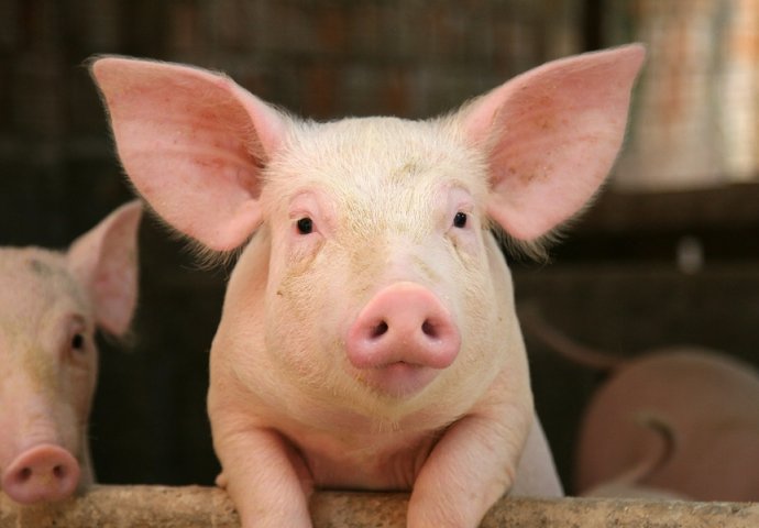 VELIKI USPJEH NAUČNIKA: Oživjeli mozak svinja četiri sata nakon smrti