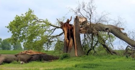 ČUDO U SRBIJI, GROM UDARIO U HRAST PORODICE MITROVIĆ: Ono što su poslije pronašli u drvetu promijenilo im je život!
