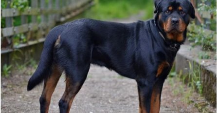 Zašto psi laju na neke ljude, a na neke neće? Konačno otkriven razlog, PSI VIDE NEŠTO ŠTO LJUDI NE MOGU