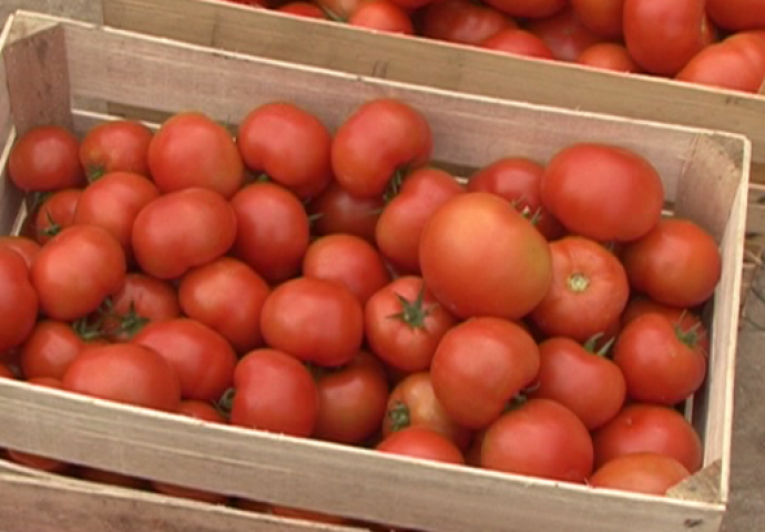 UROD ĆE BITI TOLIKI DA NEĆETE ZNATI ŠTA ĆETE S NJIM: Otkrio je najjednostavniji način kako da uzgojite paradajz! (VIDEO) 