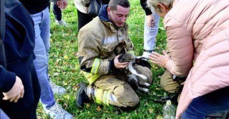 DIRLJIVA SCENA U SRCU SARAJEVA:  Vatrogasci oživjeli mačku koja se ugušila u požaru na Grbavici