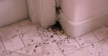 MRAVI SU SE POJAVILI U VAŠEM DOMU? Evo kako brzo i efikasno da rješite taj problem!