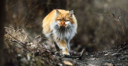 OVA DRŽAVA PLANIRA UBITI 2 MILIONA DIVLJIH MAČAKA: Otrovne kobasice spremne, SVIJET U ŠOKU!