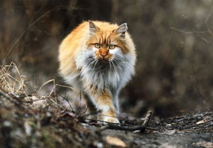 OVA DRŽAVA PLANIRA UBITI 2 MILIONA DIVLJIH MAČAKA: Otrovne kobasice spremne, SVIJET U ŠOKU!