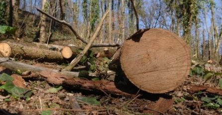 VELIKA TRAGEDIJA U TRAVNIKU: Stablo palo na muškarca, preminuo na putu do vozila Hitne pomoći