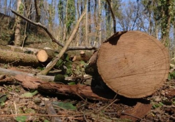 VELIKA TRAGEDIJA U TRAVNIKU: Stablo palo na muškarca, preminuo na putu do vozila Hitne pomoći