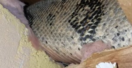 STRAŠNO KAO U HOROR FILMU: Godinama čuli zvukove s tavana, a kad su se popeli, imali su što vidjeti!