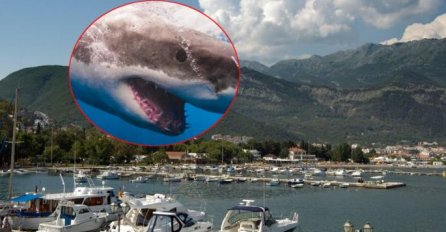 UPOZORENJE: Zbog AJKULA ovaj dio JADRANA IZBJEGAVAJTE ZA KUPANJE!