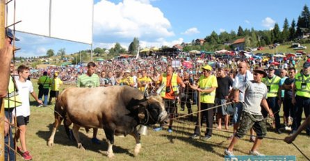 EVO KO JE GLAVNI KRIVAC: Neće biti koride u Čevljanovićima ove godine?