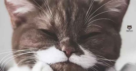 ZNATE LI ŠTA ZNAČI AKO MAČKA KIHNE U VAŠEM PRAVCU: Ovo niste znali, evo ŠTA VAM NAJAVLJUJE