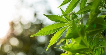 Počinje masovna proizvodnja marihuane u Hrvatskoj:  "Pokrićemo domaće potrebe..."