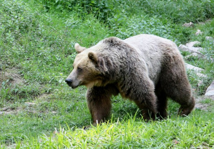 Medvjed u Konjicu napao čobana, muškarac prevezen u Sarajevo
