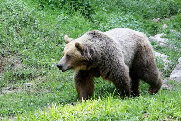 Medvjedi šetaju ulicama Kupresa, lovačka društva nemoćna