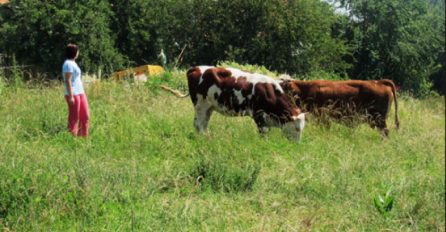 "Došla mlada snajka na selo i svekrva joj kaže: “Snajka u pet će ustaneš..."