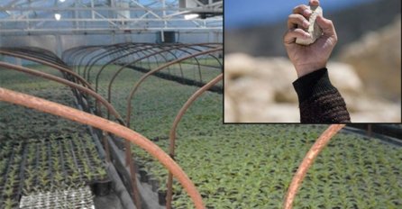 NIJE VIŠE MOGAO DA TRPI! Radnik kamenom ubio poslodavca u rasadniku