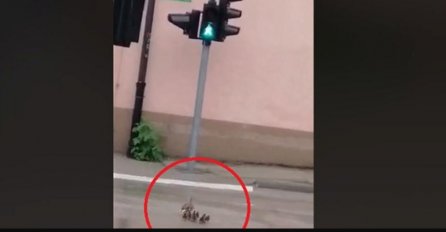Nesvakidašnji video iz Bihaća osvojio društvene mreže: Patka i pačići na zeleno svjetlo prešli put