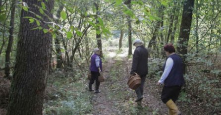 KILOGRAM JE TRENUTNO 75 EURA: “Poznajem ženu koja je za jednu sezonu kupila novi auto”