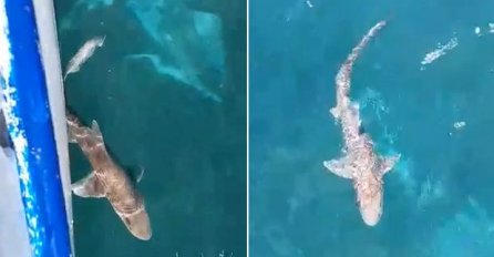 AJKULA VIĐENA U JADRANU, KAD POGLEDATE OVAJ SNIMAK NEĆE VAM BITI SVEJEDNO: Uvukao se strah u ljude koji OVDJE ljetuju!