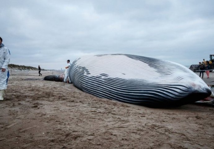 OČAJNIČKI POZIV U POMOĆ: More izbacilo kita punog plastike, ovo ledi krv u žilama