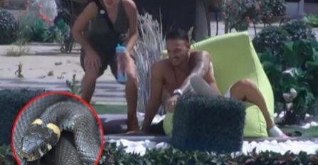 ČUJE SE VRISKA, PANIKA U ZADRUZI! Zmija se PRIŠUNJALA Ani Korać: A onda je David uradio OVO i sve ZAPREPASTIO  (VIDEO)