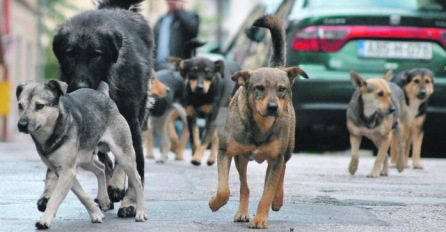 JEZIVA SNIMKA KRUŽI INTERNETOM: Djevojčicu napala tri psa dok se vraćala iz škole 
