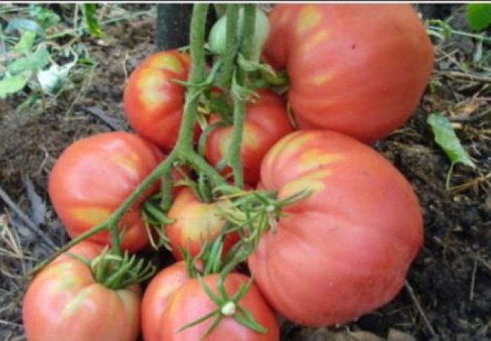 PLAMENJAČA UNIŠTAVA PLOD I SAV VAŠ TRUD: Evo kako možete da zaštite paradajz, JEDNOSTAVAN TRIK