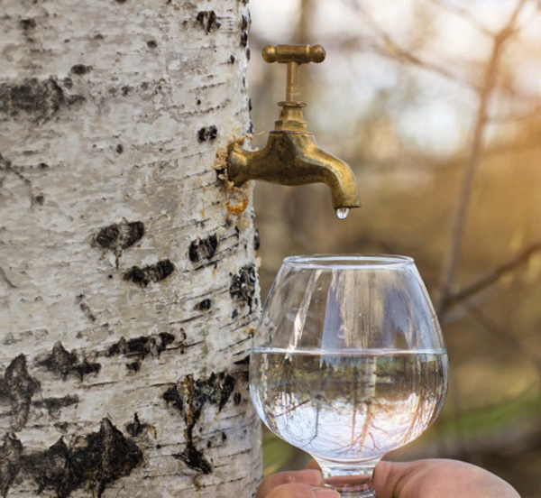 sok-od-breze-cisti-jetru-v